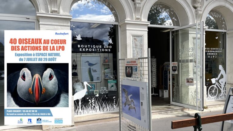 Exposition photo à Rochefort : 40 oiseaux célébrés par la LPO