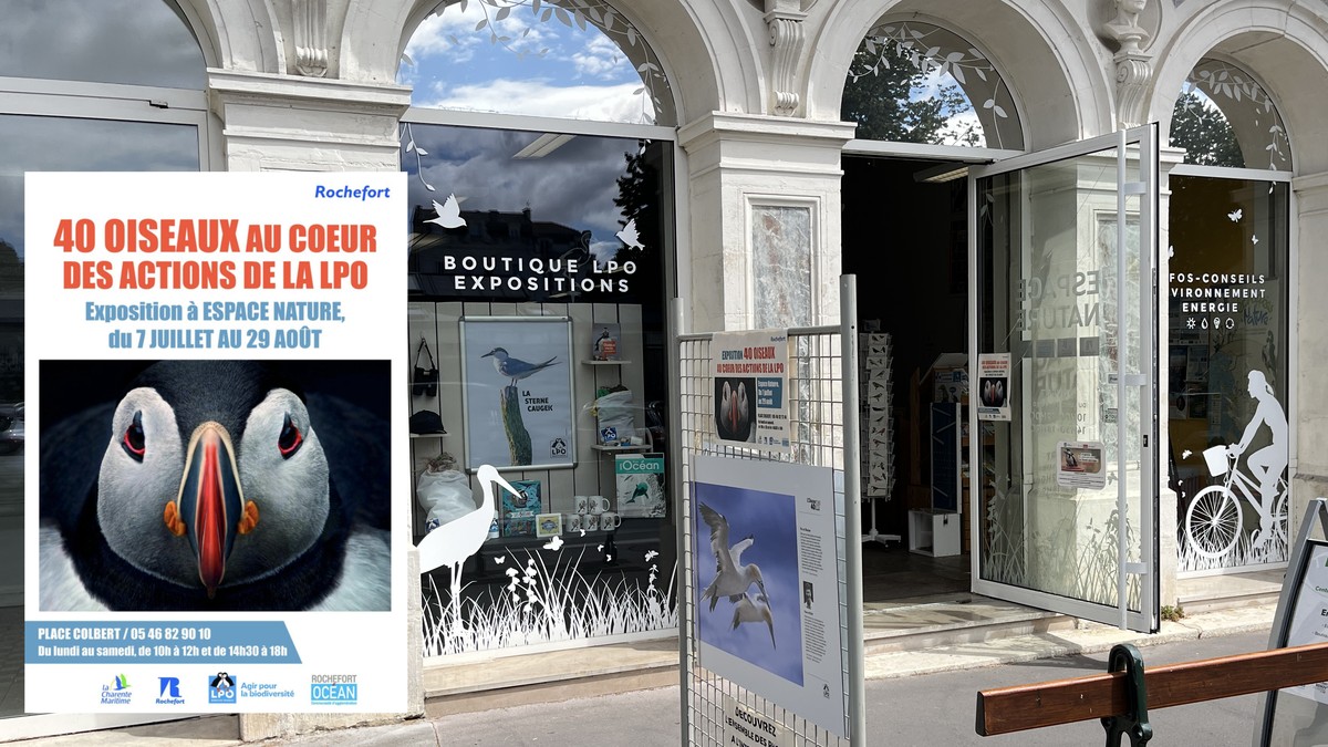 Exposition photo à Rochefort : 40 oiseaux célébrés par la LPO